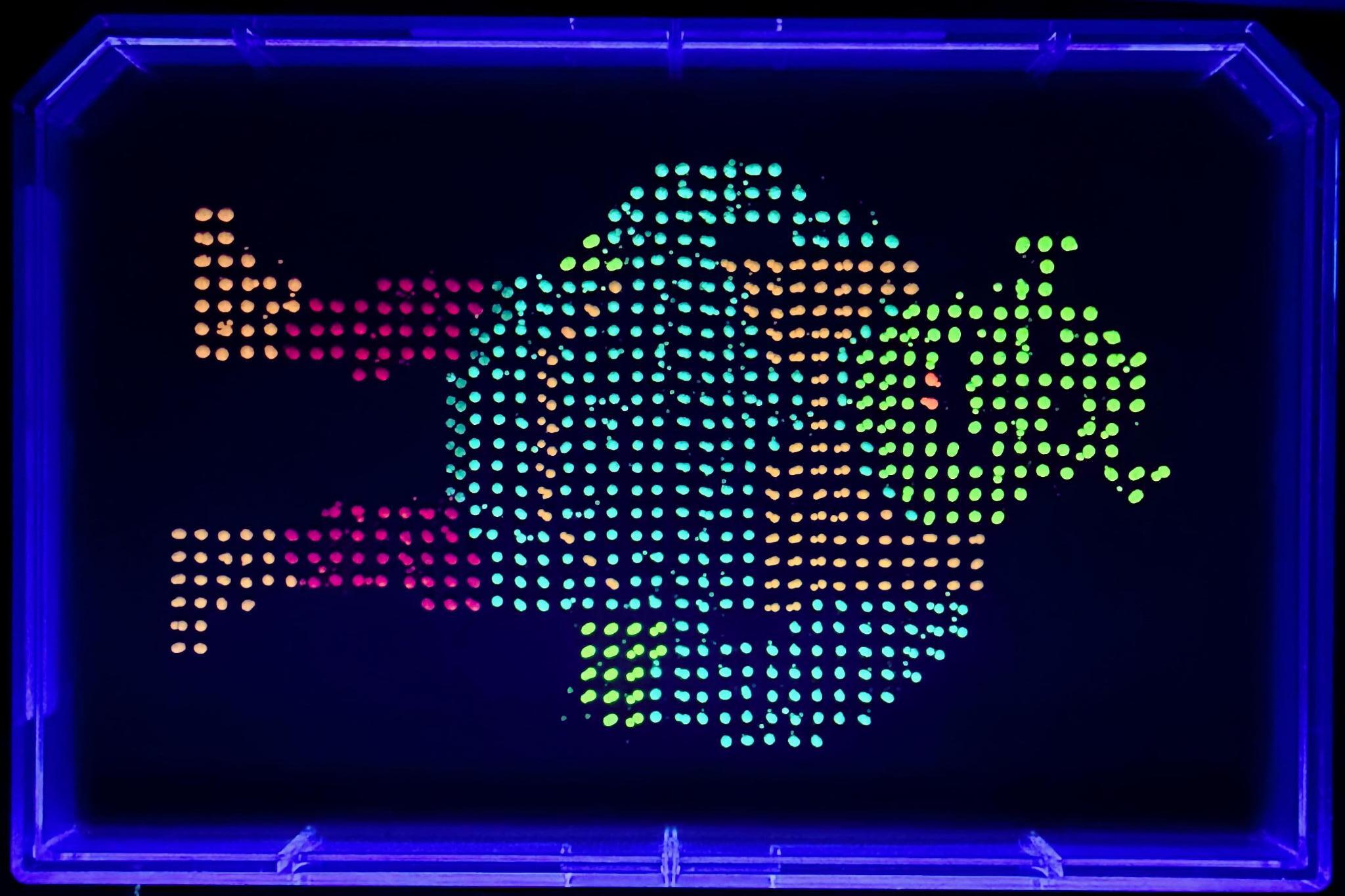 Fluorescent protein pixel art on agar plate under UV