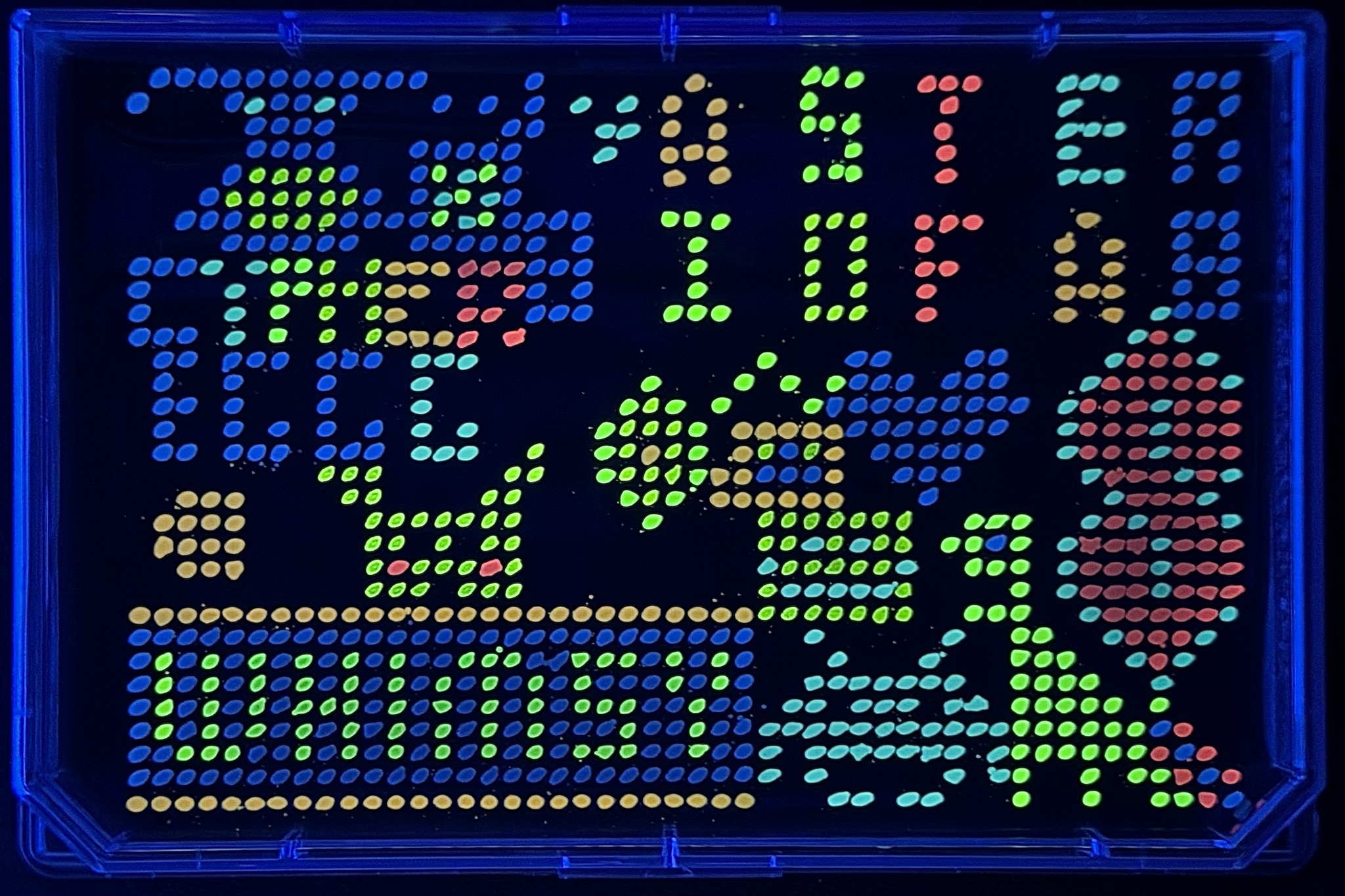 Plate 1 — fluorescent agar pixel art under UV light
